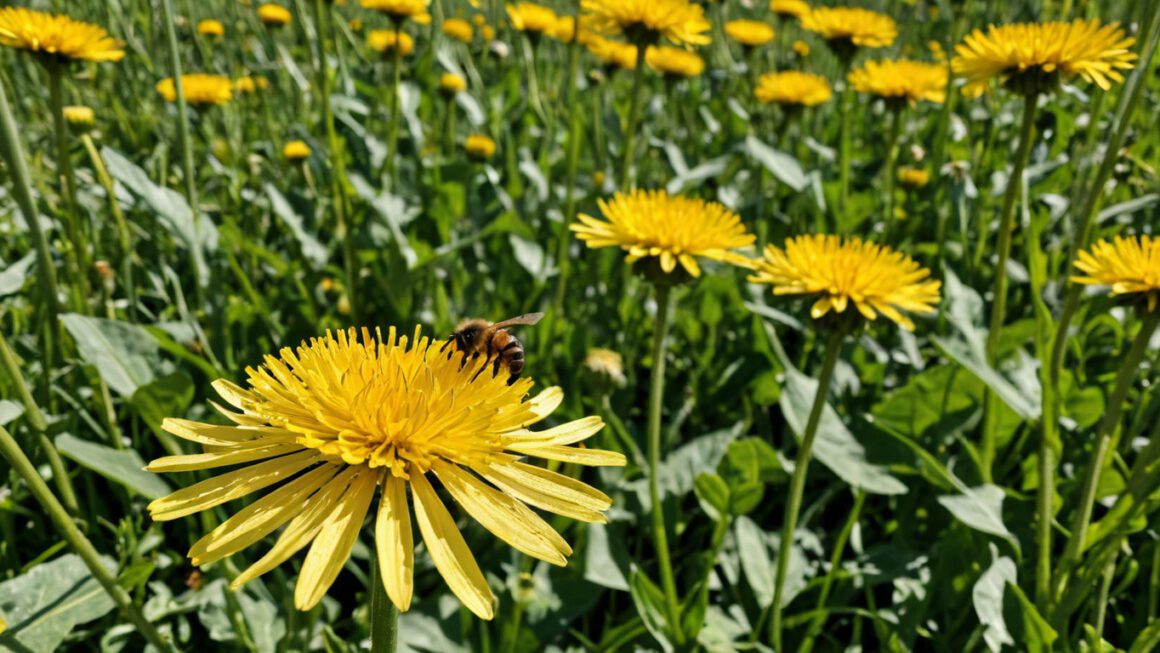Blumen, Foto: Ostfalia