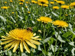 Blumen, Foto: Ostfalia