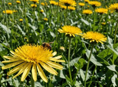 Blumen, Foto: Ostfalia