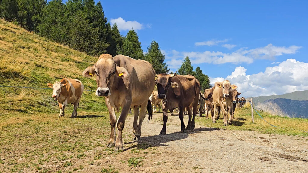 Noha Möller - Kühe