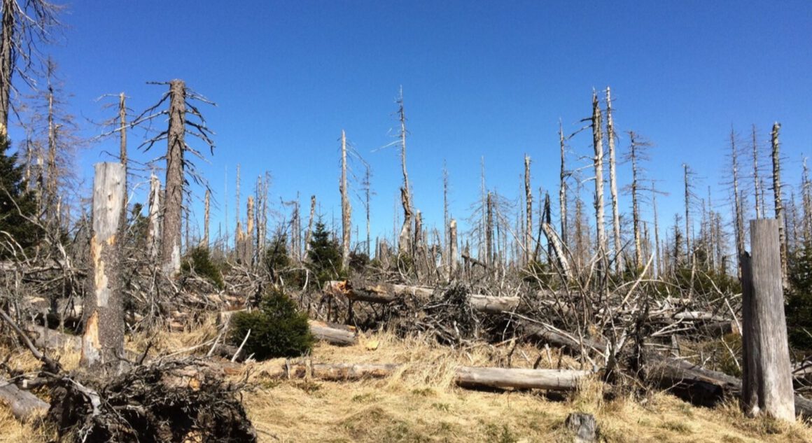 Walsterben im Harz, Foto von Pia Kellner