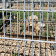 Hund im Käfig, Foto von Sascha Reymann