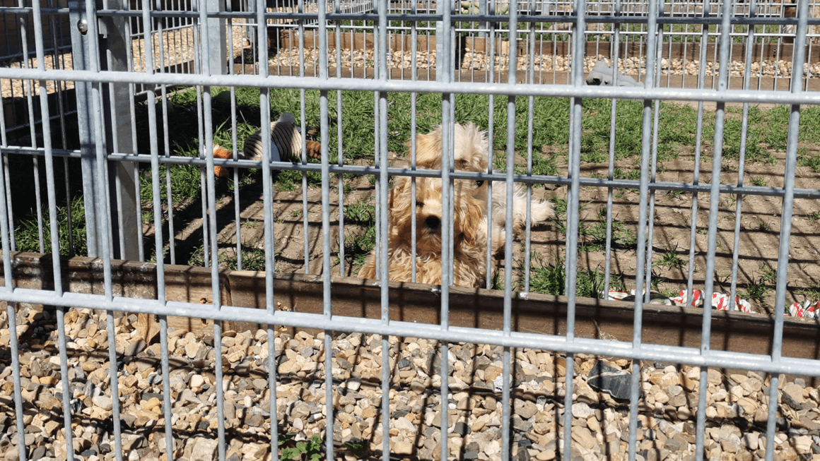 Hund im Käfig, Foto von Sascha Reymann