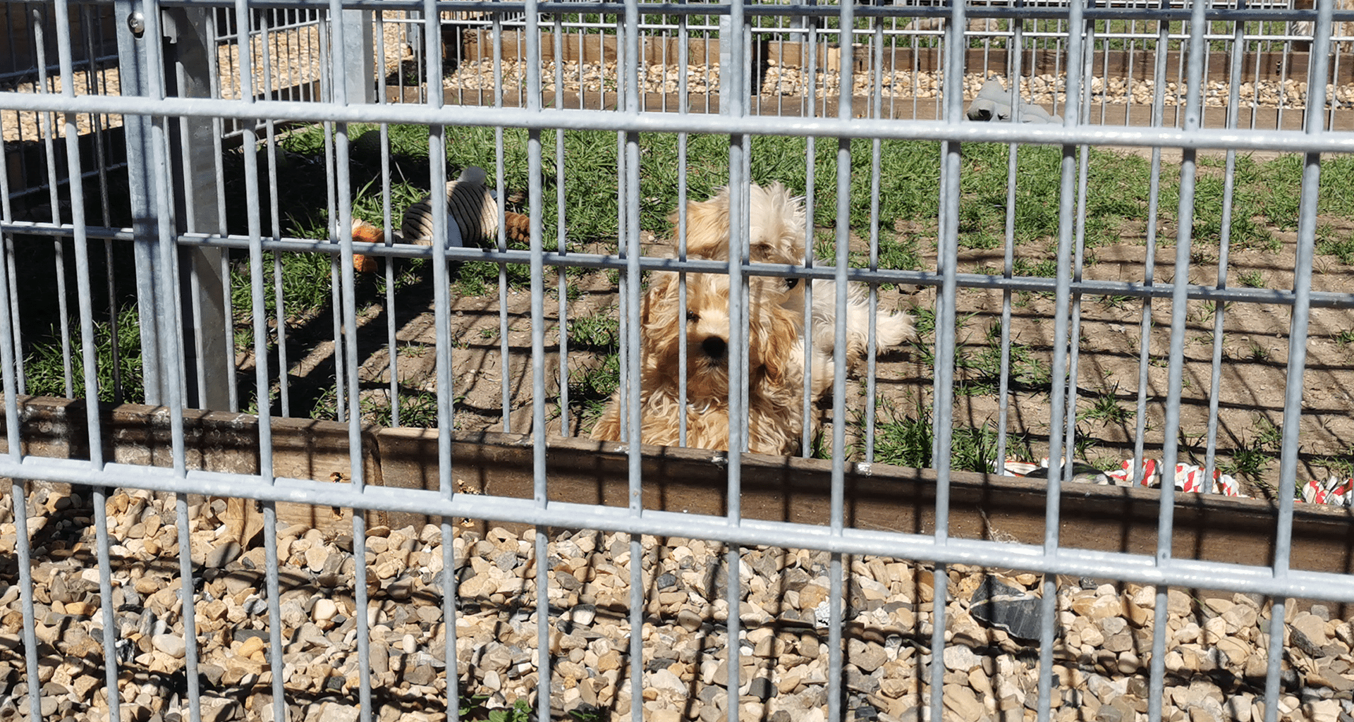 Hund im Käfig, Foto von Sascha Reymann