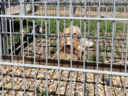Hund im Käfig, Foto von Sascha Reymann