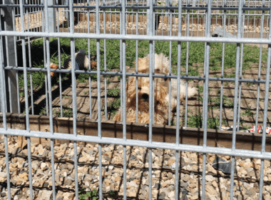 Hund im Käfig, Foto von Sascha Reymann