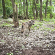 Wolf im Wald, Foto von Felix Bowe