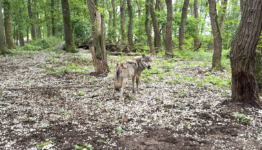 Wolf im Wald, Foto von Felix Bowe