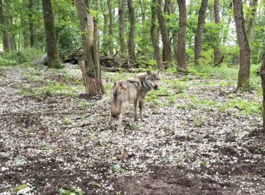 Wolf im Wald, Foto von Felix Bowe