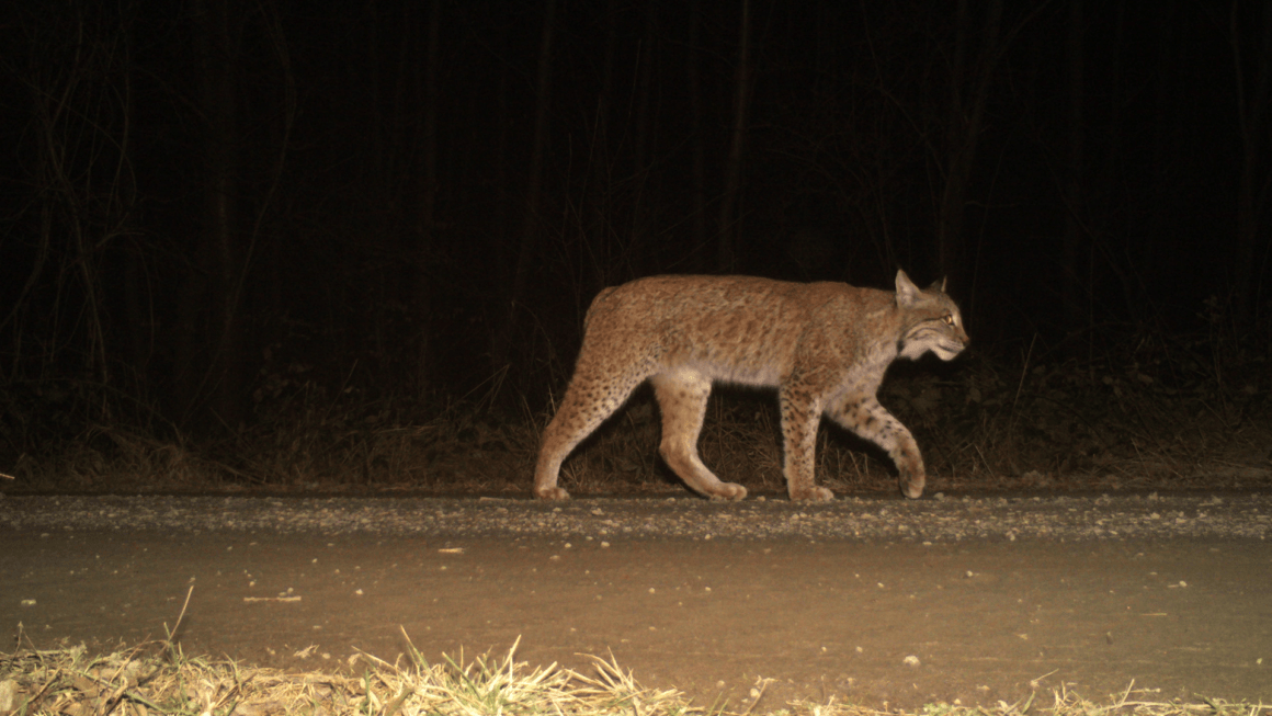 Titelbild: Heimisches Luchsmännchen im Salzgitter Höhenzug, Foto vom Luchsprojekt Harz