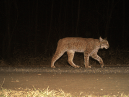 Titelbild: Heimisches Luchsmännchen im Salzgitter Höhenzug, Foto vom Luchsprojekt Harz