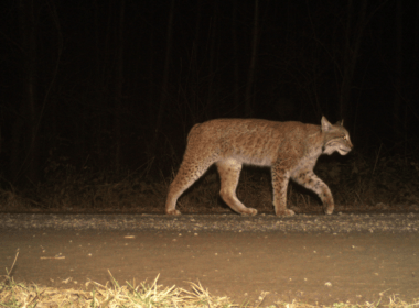 Titelbild: Heimisches Luchsmännchen im Salzgitter Höhenzug, Foto vom Luchsprojekt Harz