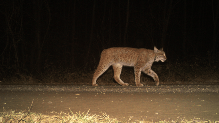 Titelbild: Heimisches Luchsmännchen im Salzgitter Höhenzug, Foto vom Luchsprojekt Harz