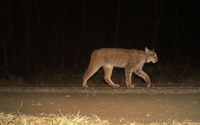 Titelbild: Heimisches Luchsmännchen im Salzgitter Höhenzug, Foto vom Luchsprojekt Harz